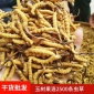 玉树果洛优良冬虫夏草2500条 斤 青海玉树野生冬虫夏草产地